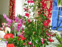 Flowers at Wetheral Show - Sep 2013