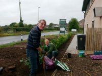 Front hedge planting - Sep 2016